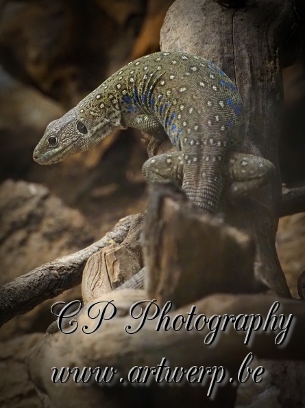202409-Zoo_Antwerpen-22.jpg