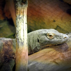 Zoo Antwerpen