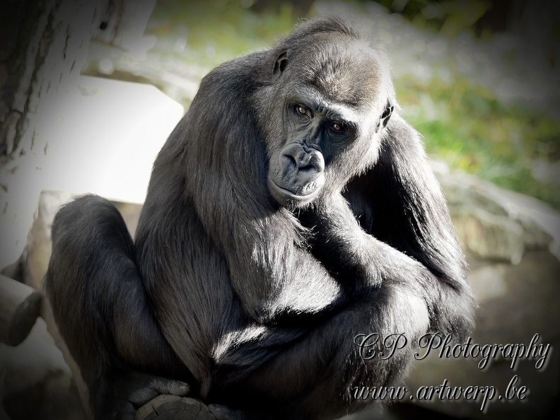 202409-Zoo_Antwerpen-28.jpg