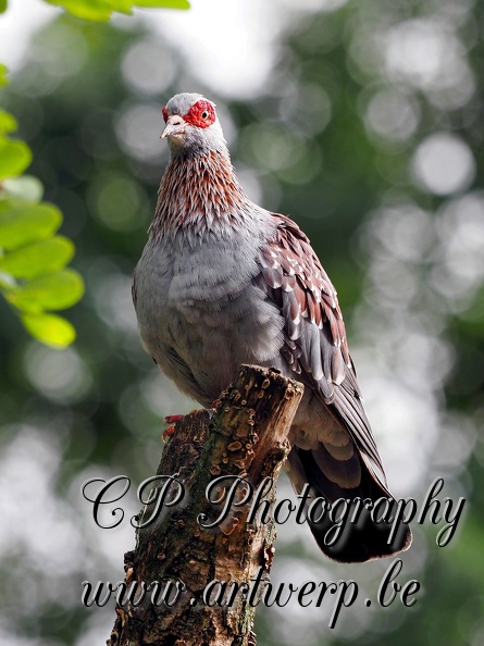 202409-Zoo_Antwerpen-34.jpg