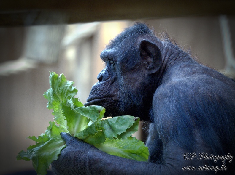 202501-Zoo_Antwerpen-01.jpg
