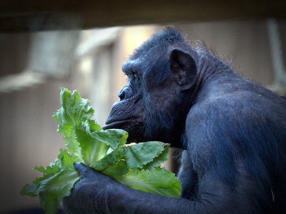 202501-Zoo Antwerpen-01