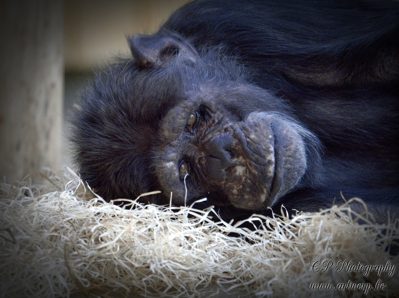 202501-Zoo_Antwerpen-02.jpg