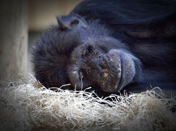 202501-Zoo Antwerpen-02