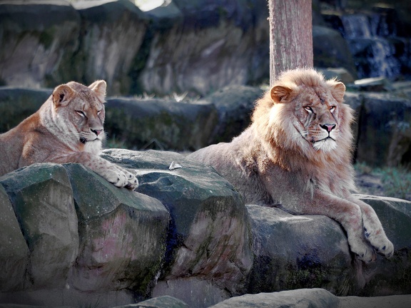 202501-Zoo Antwerpen-03