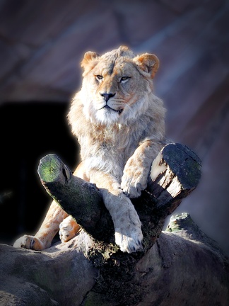 202501-Zoo Antwerpen-04