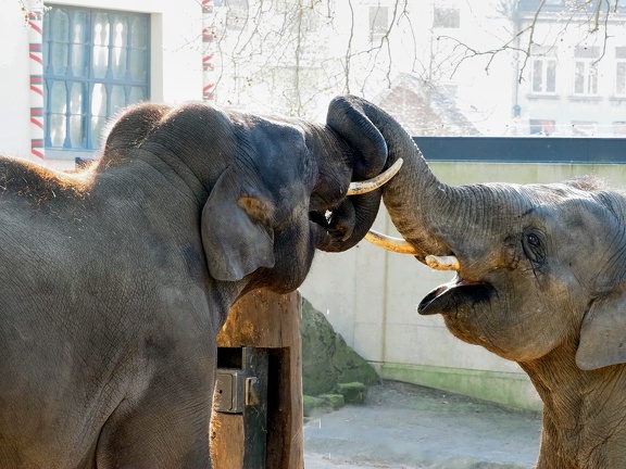 202504-Zoo-05