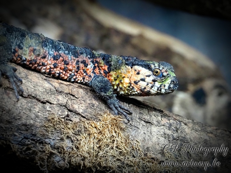 202504-Zoo-09.jpg