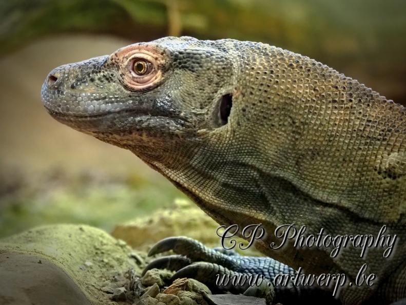 202504-Zoo-18.jpg