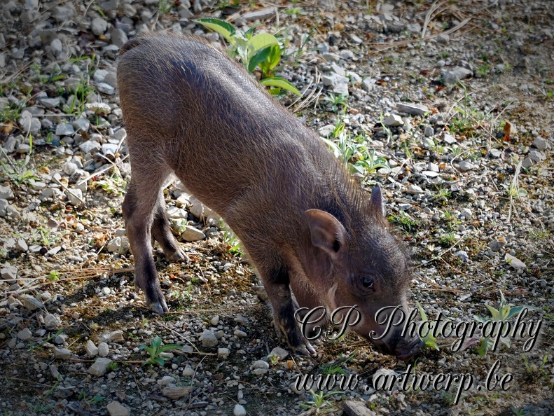 202504-Zoo-21.jpg