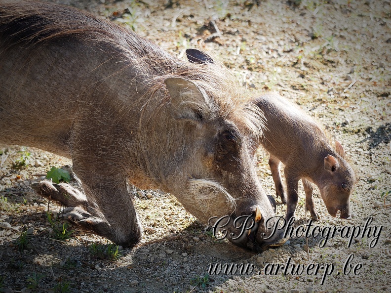 202504-Zoo-22.jpg