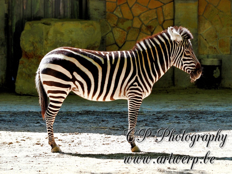 202504-Zoo-25.jpg