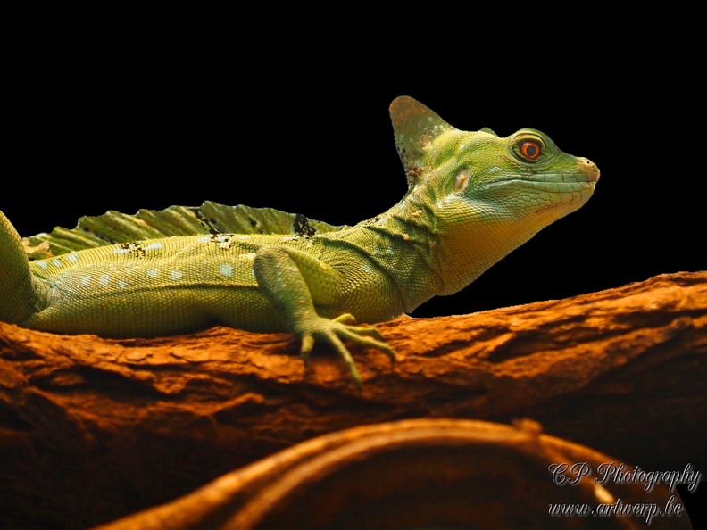 202504-Zoo-27.jpg