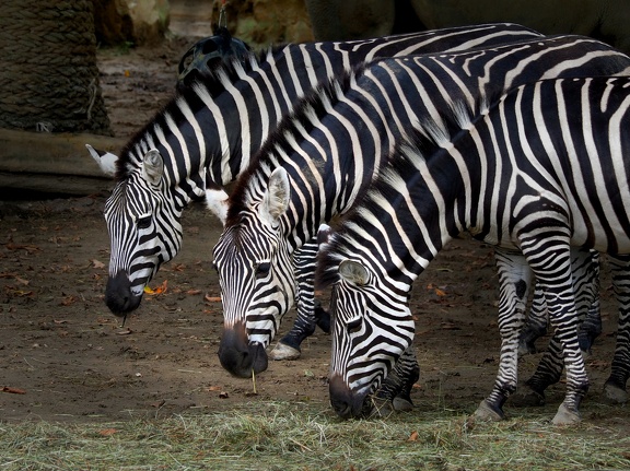 Zoo 20230827-01